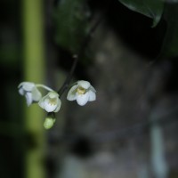 Phalaenopsis mysorensis C.J.Saldanha